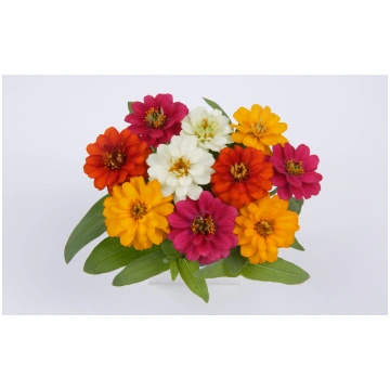 Zinnia hybrida Profusion Double Mix | A.M. ozoli