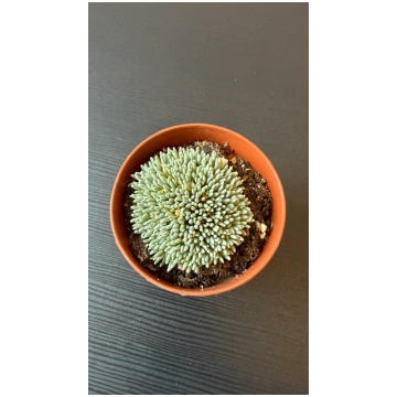 Delosperma Sphalmantoides augi-plants