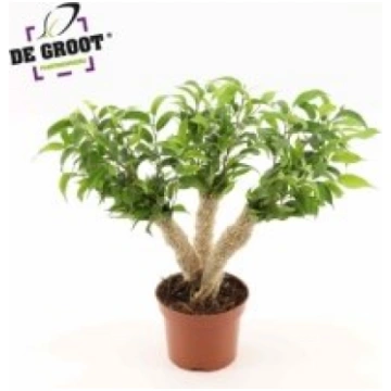 Telpaugi Ficus benj. "Natasja"(Fikuss)