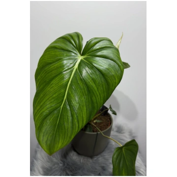 Philodendron Pastazanum Augi-Plants