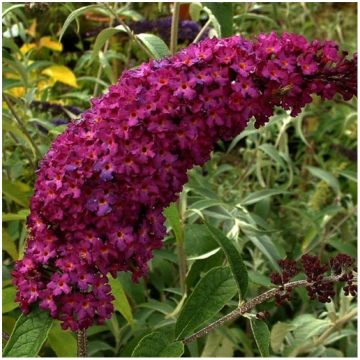 Budleja 'Royal Red' P9/C1