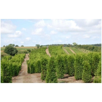 THUJA BRABANT 160-180CM Lebensbaum Brabant - Hecke