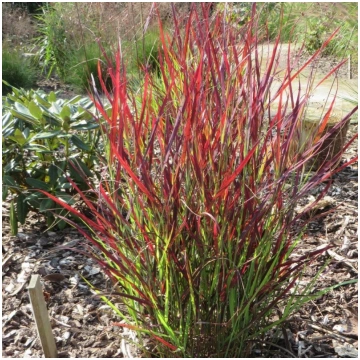 Īstā sāre "Sangria" /panicum virgatum/ - C3 kont