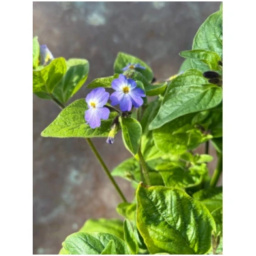 Browallia americana 'Blue Lady' - Elegan