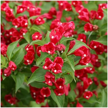 Veigela, krāšņā ,,Red Prince" /Weigela florida/ -