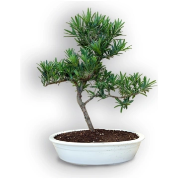 Budas priedes bonsai, Ref. 8111