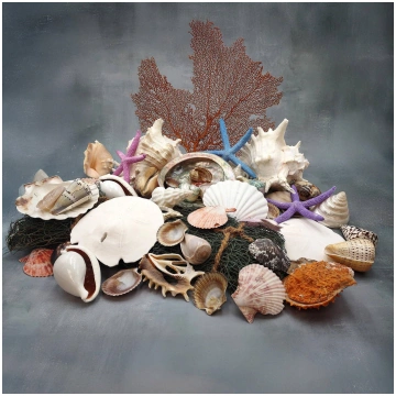 Seashell Variety Pack Assorted Mix B GRADE (Approx