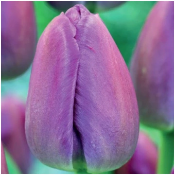 Tulpes Darvina PURPLE PRIDE 11/12 80gab Dārziem
