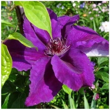 Klematis, lielziedu ,,Kacper,, /Clematis/- C2 kont