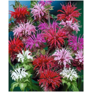 Monarda dvīņziedu Panorama Mix 25s Darzinam.lv