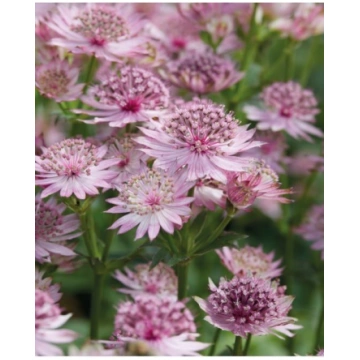 Astrantia major Roma- Lielā zvaigznīte/astrancija