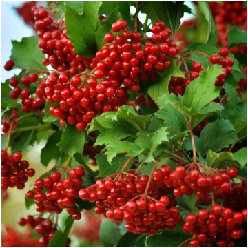 Irbene parastā (Viburnum opulus L.) Heimanis stāda