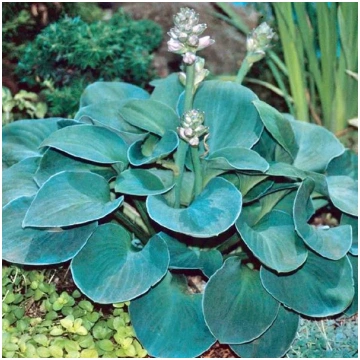 Hostas BLUE MOUSE EARS 8gab Dārziem