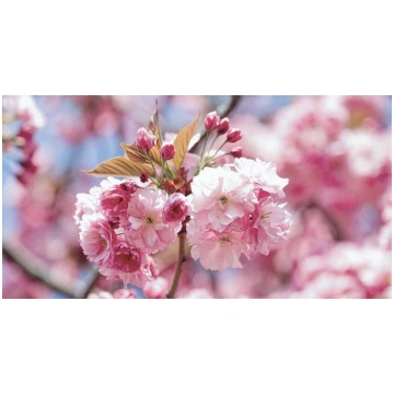 Sakura Prunus serrulata 'Kanzan'(augstst