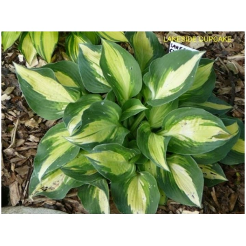 Hosta Lakeside Cupcake