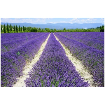 Lavanda ‘Hidcote’ (Lavandula angustifolia 'Hi