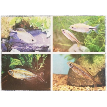 Characidae 1987 akvārijas zivis LONG-FINNED BRYCIN