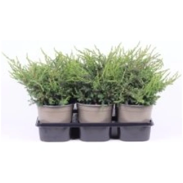 Stādi Juniperus comm. "Repanda"(Kadiķis)