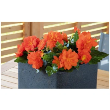 Begonia thuberhybrida "Nonstop Sunset" 250 sēklas 