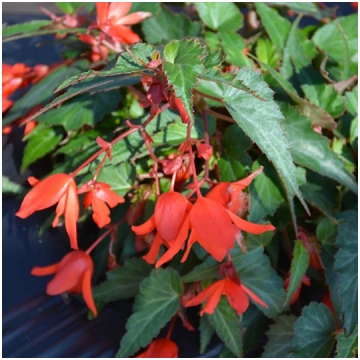 BEGONIA SUMMERWINGS Coral Elegance