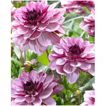 Dahlia decorative Crème de Cassis | A.M. ozoli