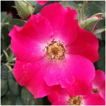 Rozā - dobes floribundroze - vidēji smaržīga roze 