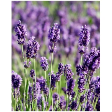Lavandula angustifolia Dwarf Blue | A.M. ozoli
