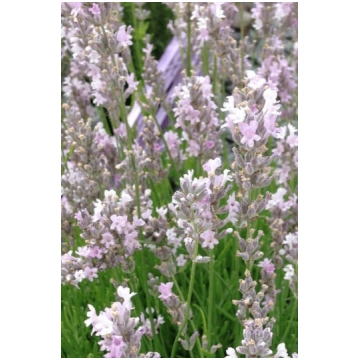 Lavandula angustifolia Rosea- lavanda