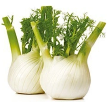 Finocchi
