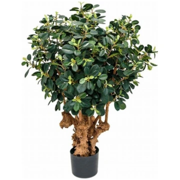 Lietots - Ficus panda 100cm mākslīgais augs