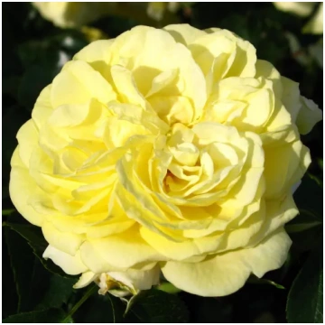 Dzeltena - dobes floribundroze - maigi smaržīga ro