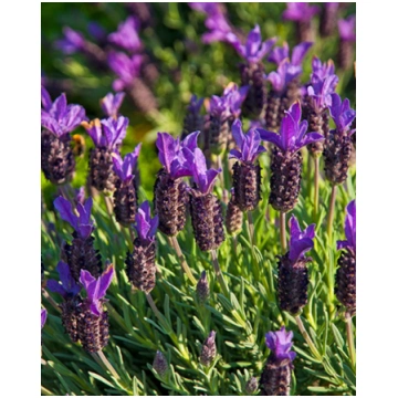 Lavandula stoechas Blue Star | A.M. ozoli