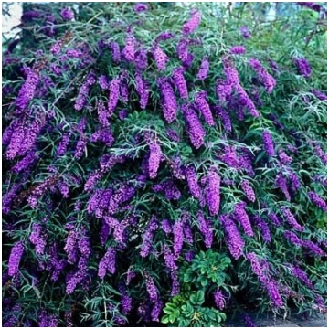 Buddleia davidii 'Black Knight' Dāvida b