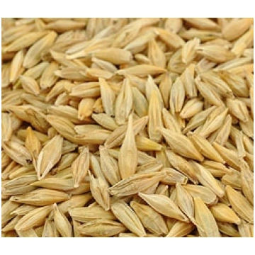 Auzas graudi 35kg