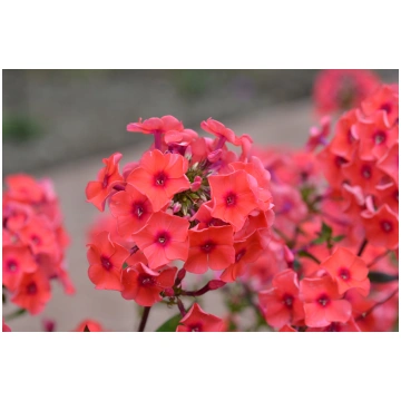 PHLOX paniculata TEQUILA SUNRISE