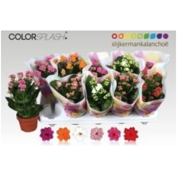 Telpaugi Kalanchoe double mix (kalanhoja)