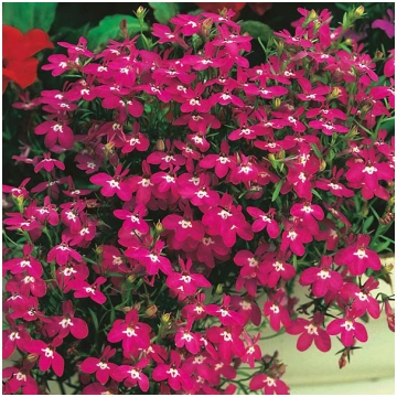 Lobēlijas nokarenās Red Cascade 1500 sēklas