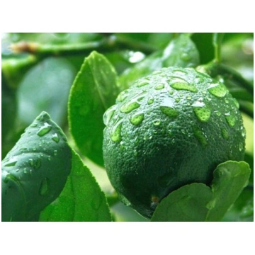 0.90 EUR Citrona laima. BIO. 1 шт