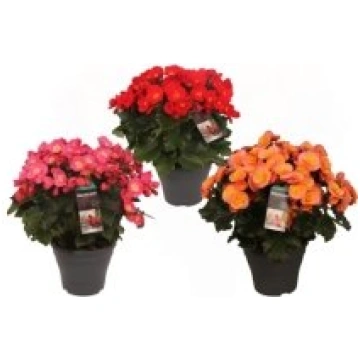 Telpaugi Begonia (Elatior) semi double (Begonija)