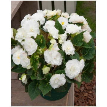 Begonia tuberhybrida F1 Fortune White | A.M. ozoli