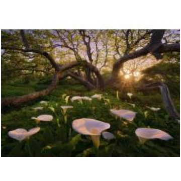 Puzzle Calla Clearing 1000 pz heye