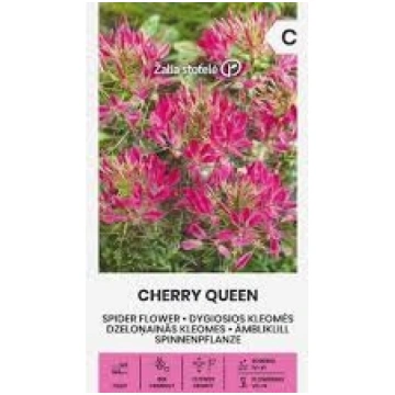 Kleome Cherry Queen 0.4g
