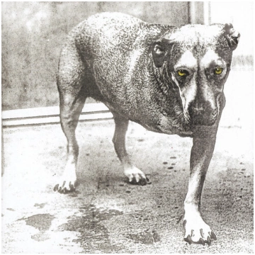 Alice In Chains ‎"Alice In Chains" *CD* 1995