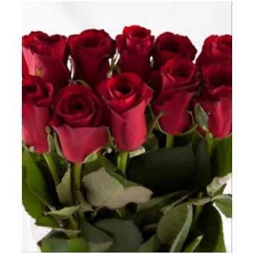 Sarkanas rozes 50 cm