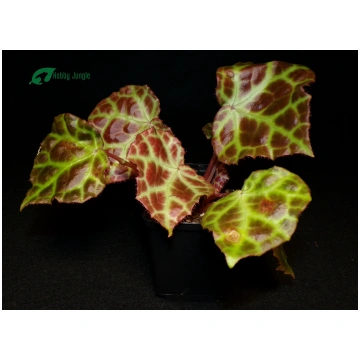 Begonia rajah - Medium