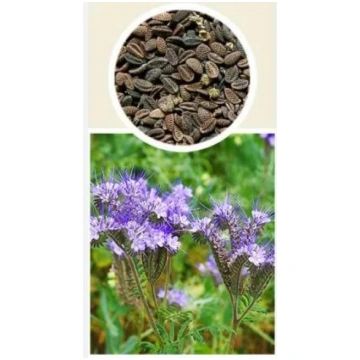 Zāliena sēklas Phacelia Common Stala Phacelia, 0.1