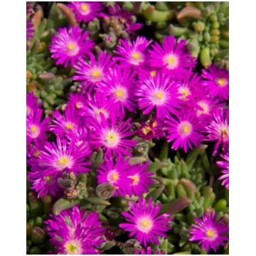 Delosperma aberdeense Hot Pink | A.M. ozoli