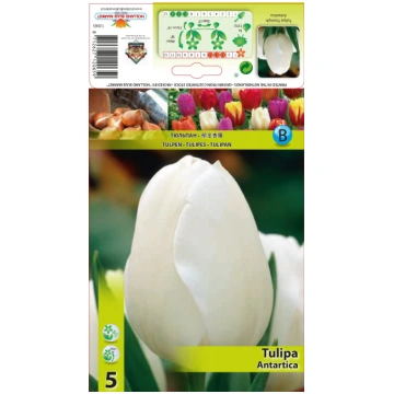 Tulpe Antarctica 5 gab. - Lauku Bodite