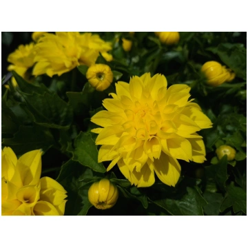 Dahlia hortensis Labella Medio Yellow | A.M. ozoli