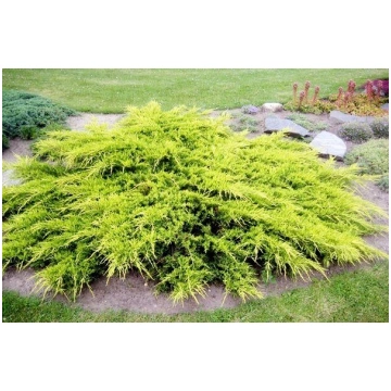 Juniperus x pfitzeriana 'Pfitzeriana Aurea&ap